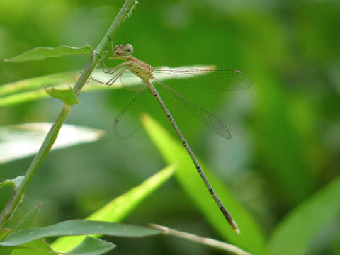 Image of Emerald Spreadwing