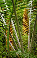 Image of Ground Cycad