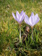 Plancia ëd Crocus etruscus Parl.