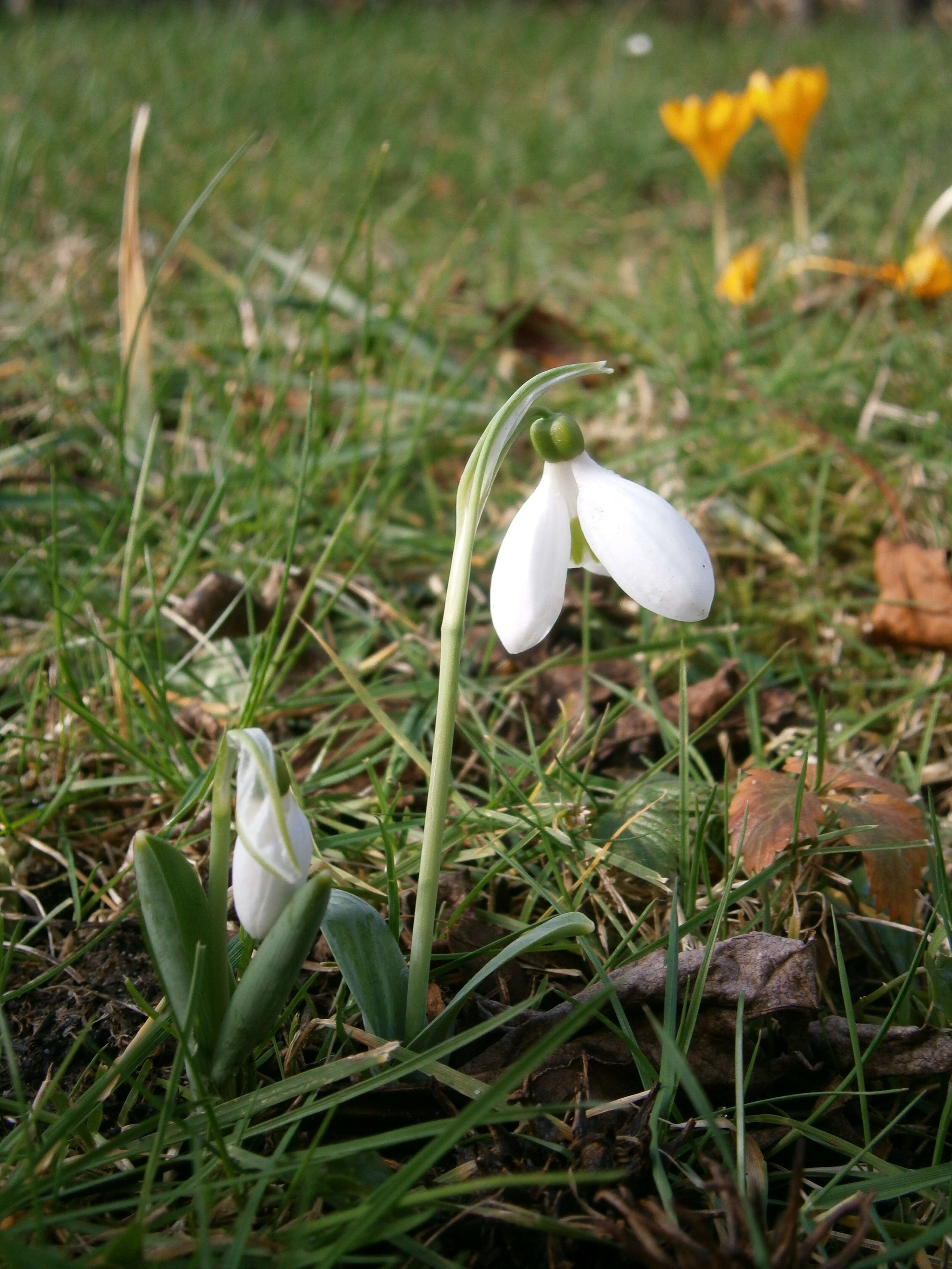 Image of giant snowdrop