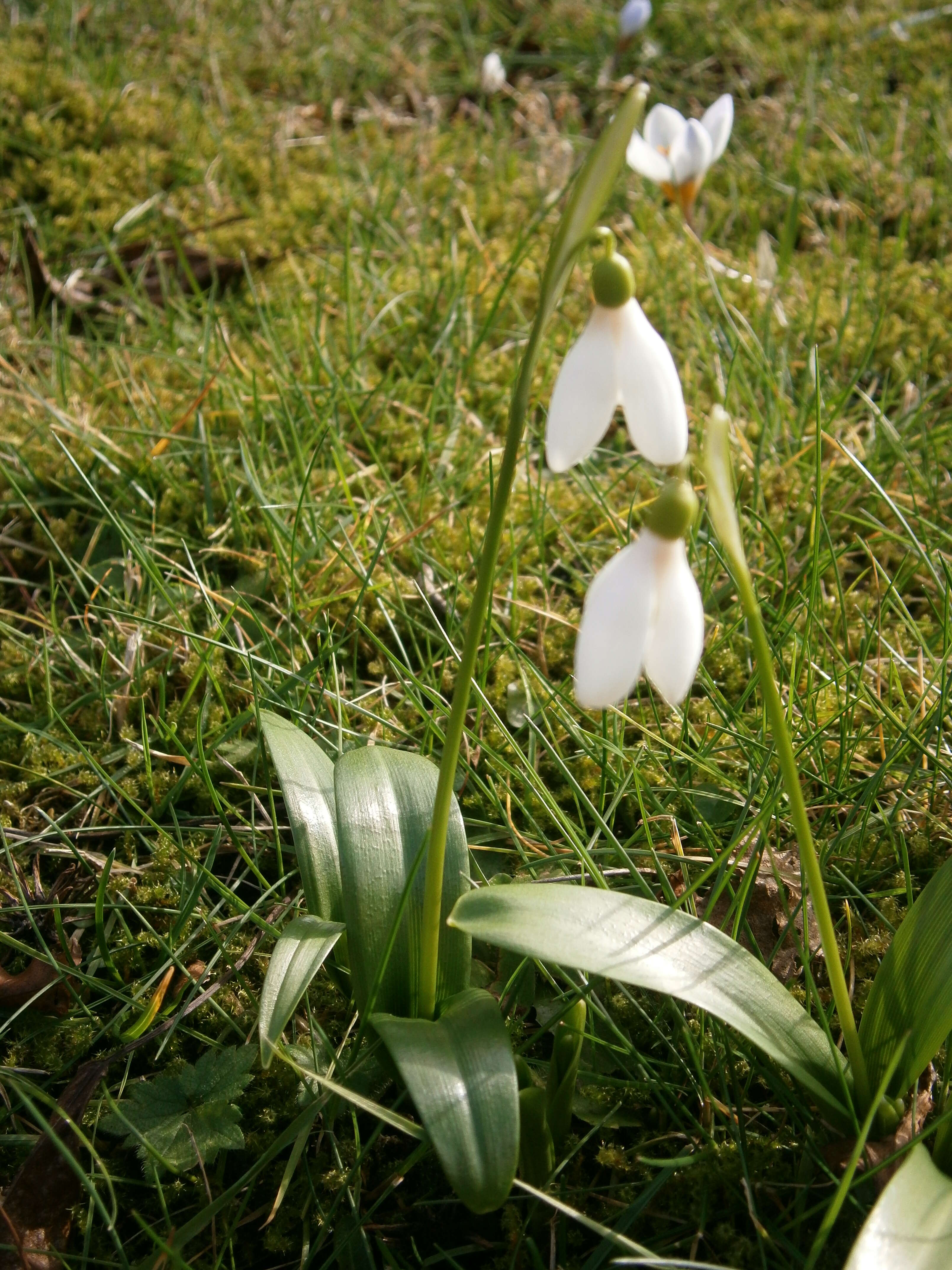 Image de Galanthus woronowii Losinsk.