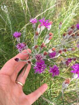 Image of woolly ironweed