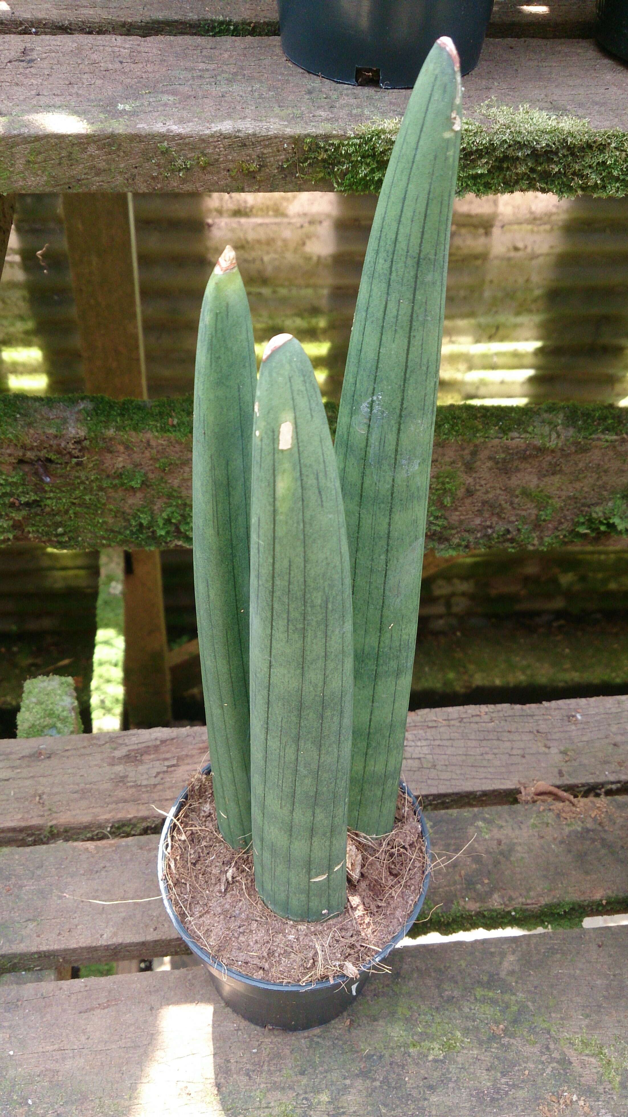 Image of African bowstring hemp