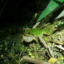 Image of Japanese Tree Frog