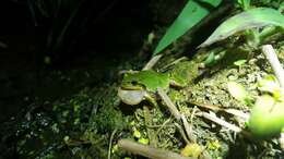 Image of Japanese Tree Frog