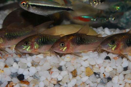 Image of bronze corydoras