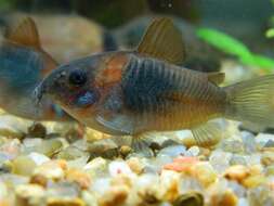 Image of bronze corydoras