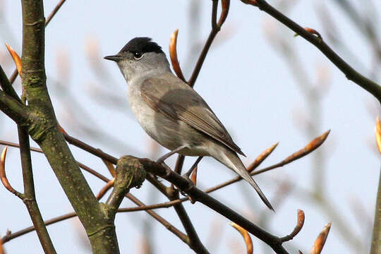 Image of Blackcap