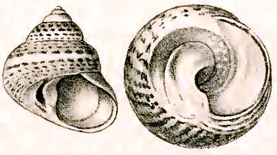 Image of Phorcus sauciatus (Koch 1845)