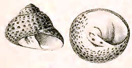 Image de Phorcus sauciatus (Koch 1845)