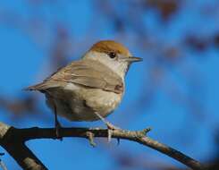 Image of Blackcap