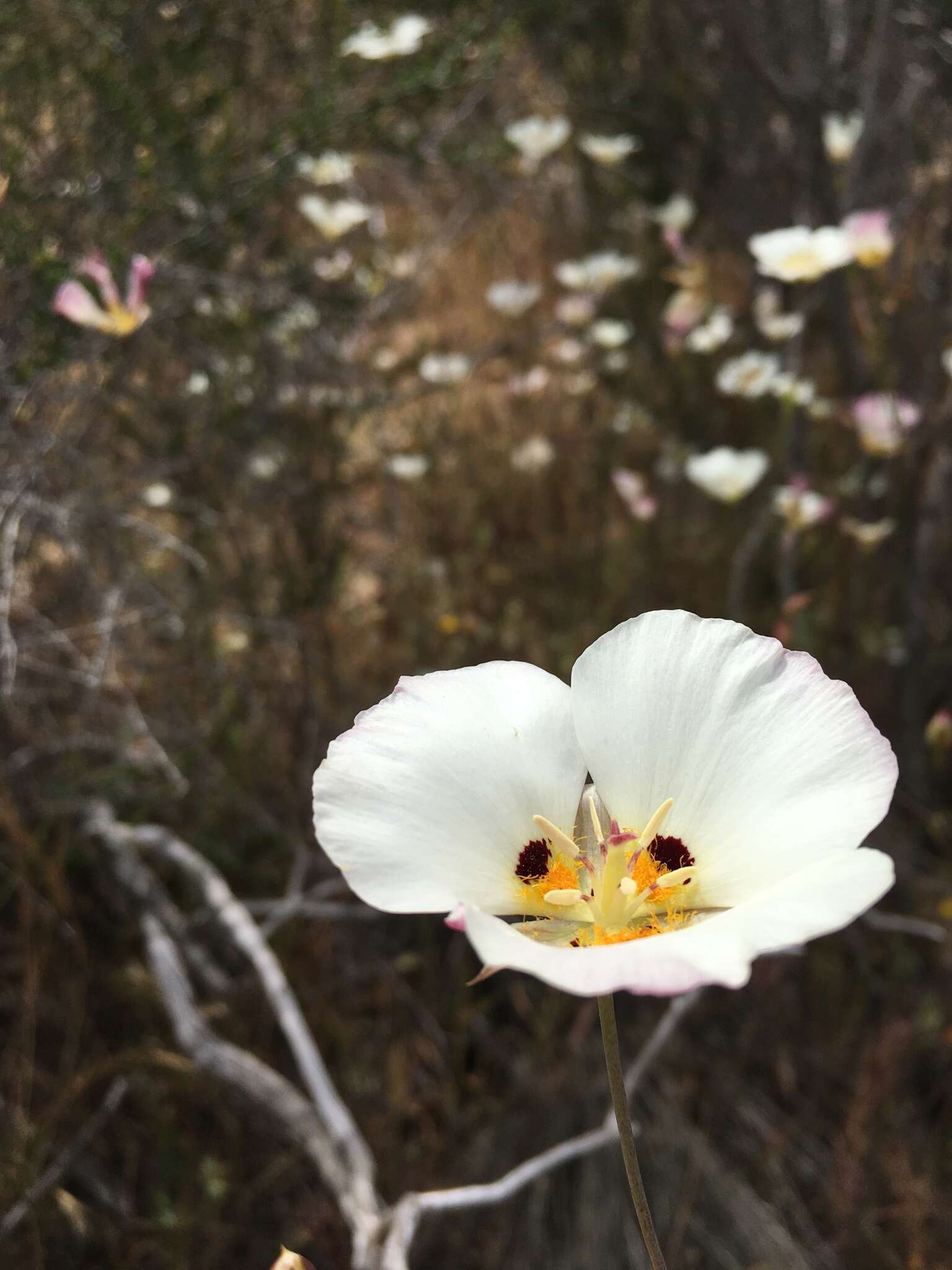 Image of Dunn's mariposa lily