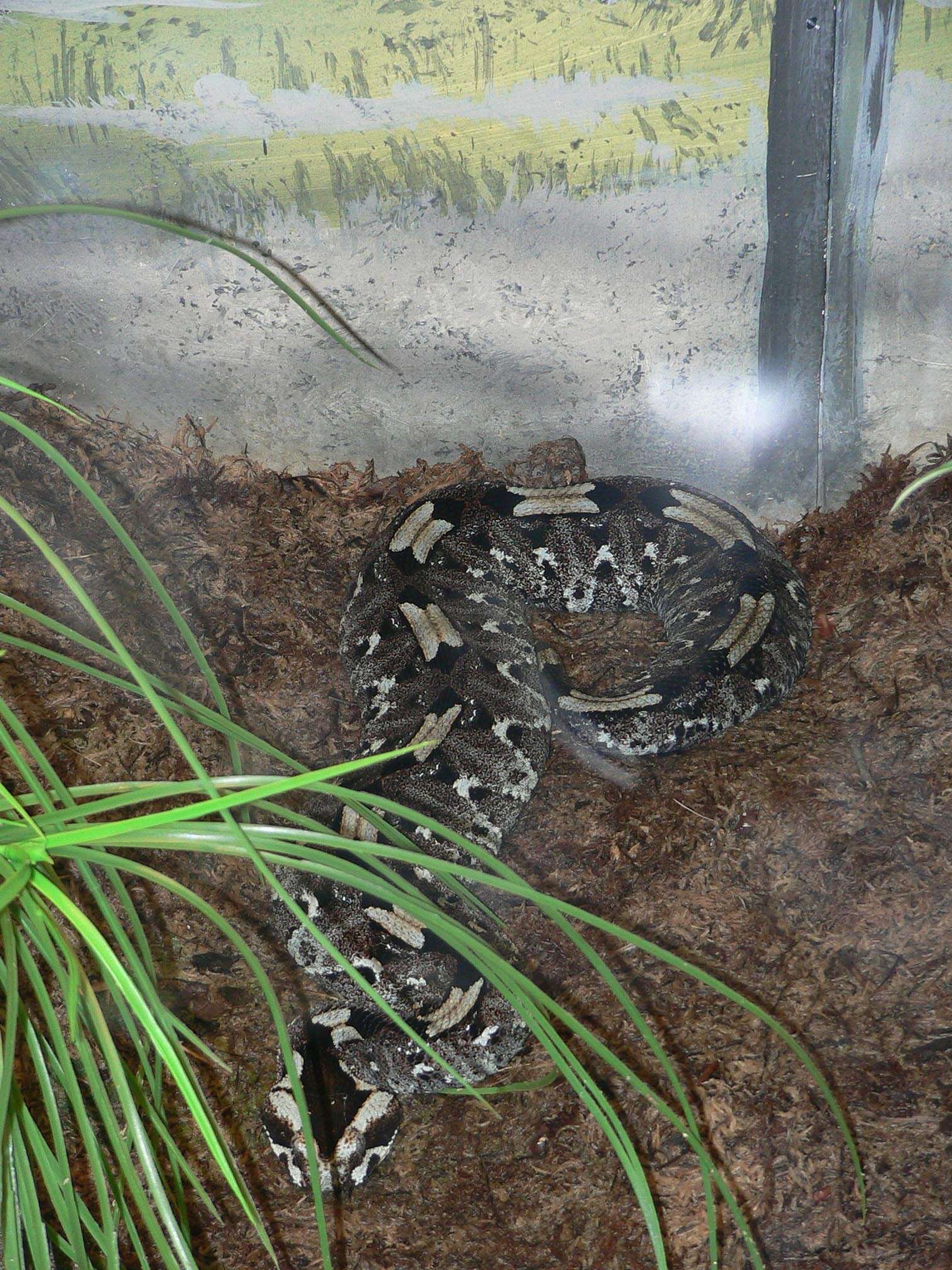 Image of Rhinoceros Viper