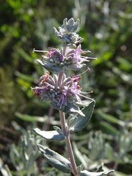 Image of San Luis purple sage