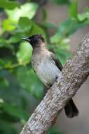 Image of Common Bulbul