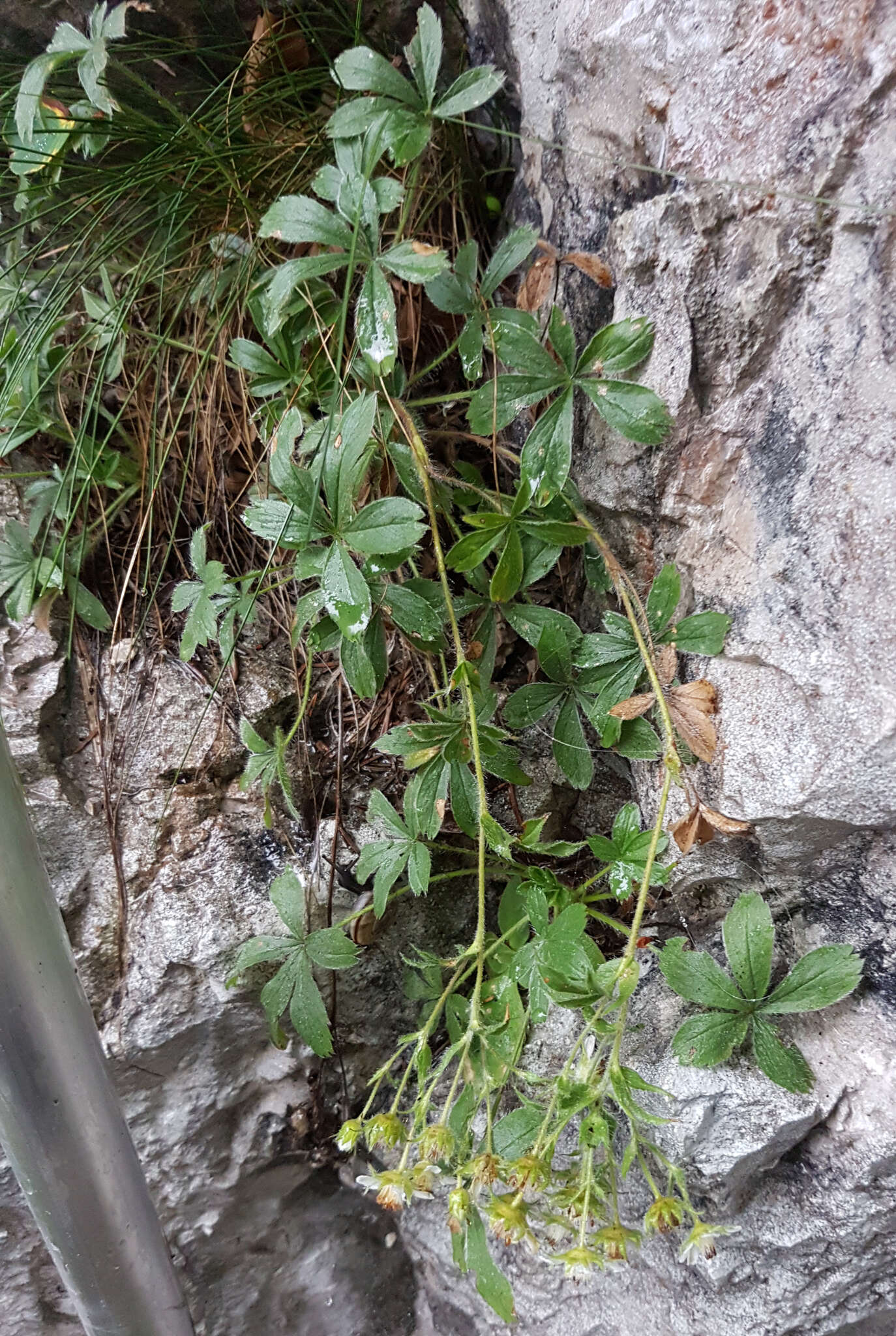 Image of Potentilla caulescens L.