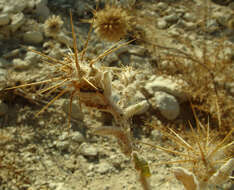 Слика од Centaurea lanulata Eig