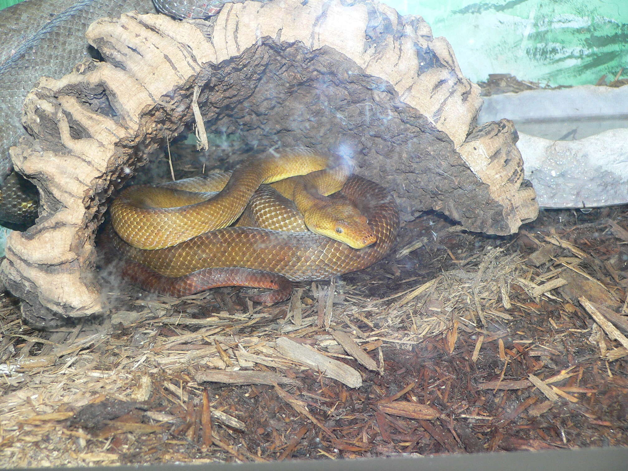 Image of Fiji Island Boa