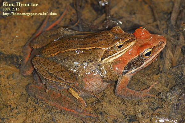 Image of Amur Brown Frog. Han-Guk-San-Gae-Gu-Ri