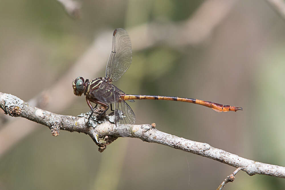 Image of Narrow-striped Forceptail