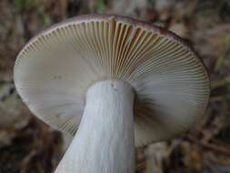 Image of Russula integra