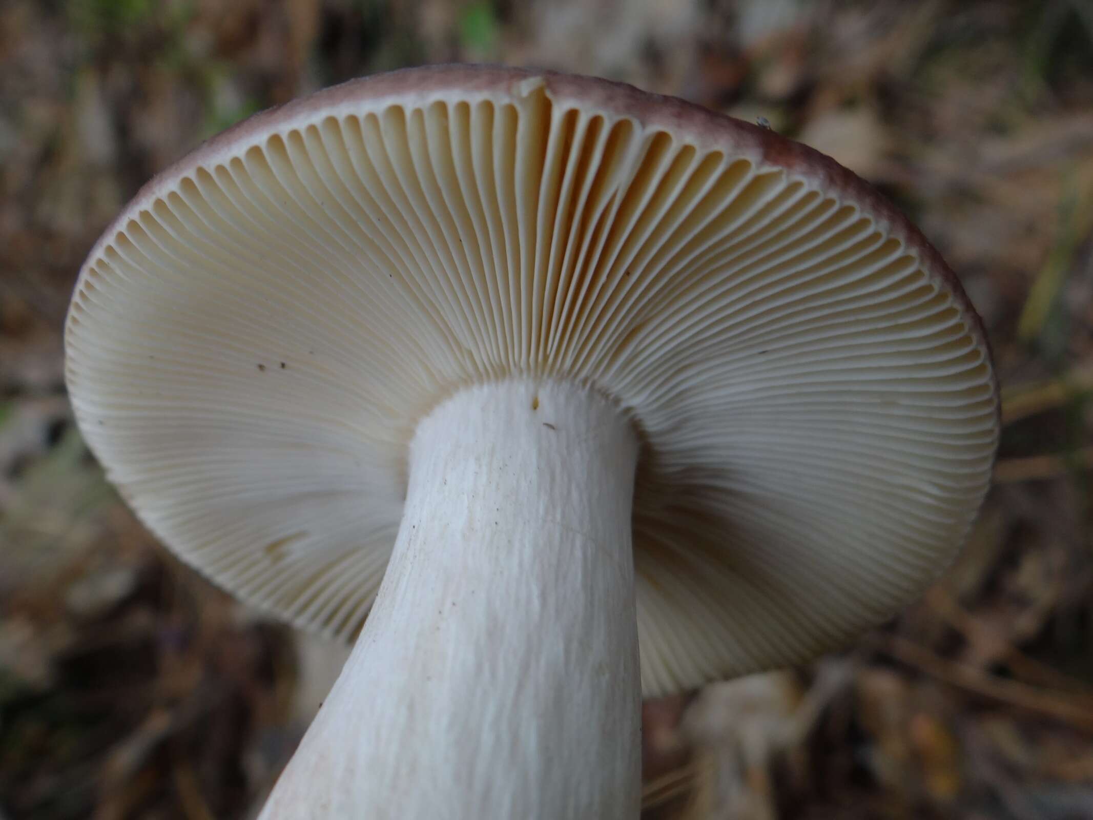 Image of Russula integra