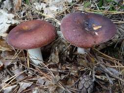 Image of Russula integra