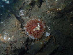 Image of Northern red anemone