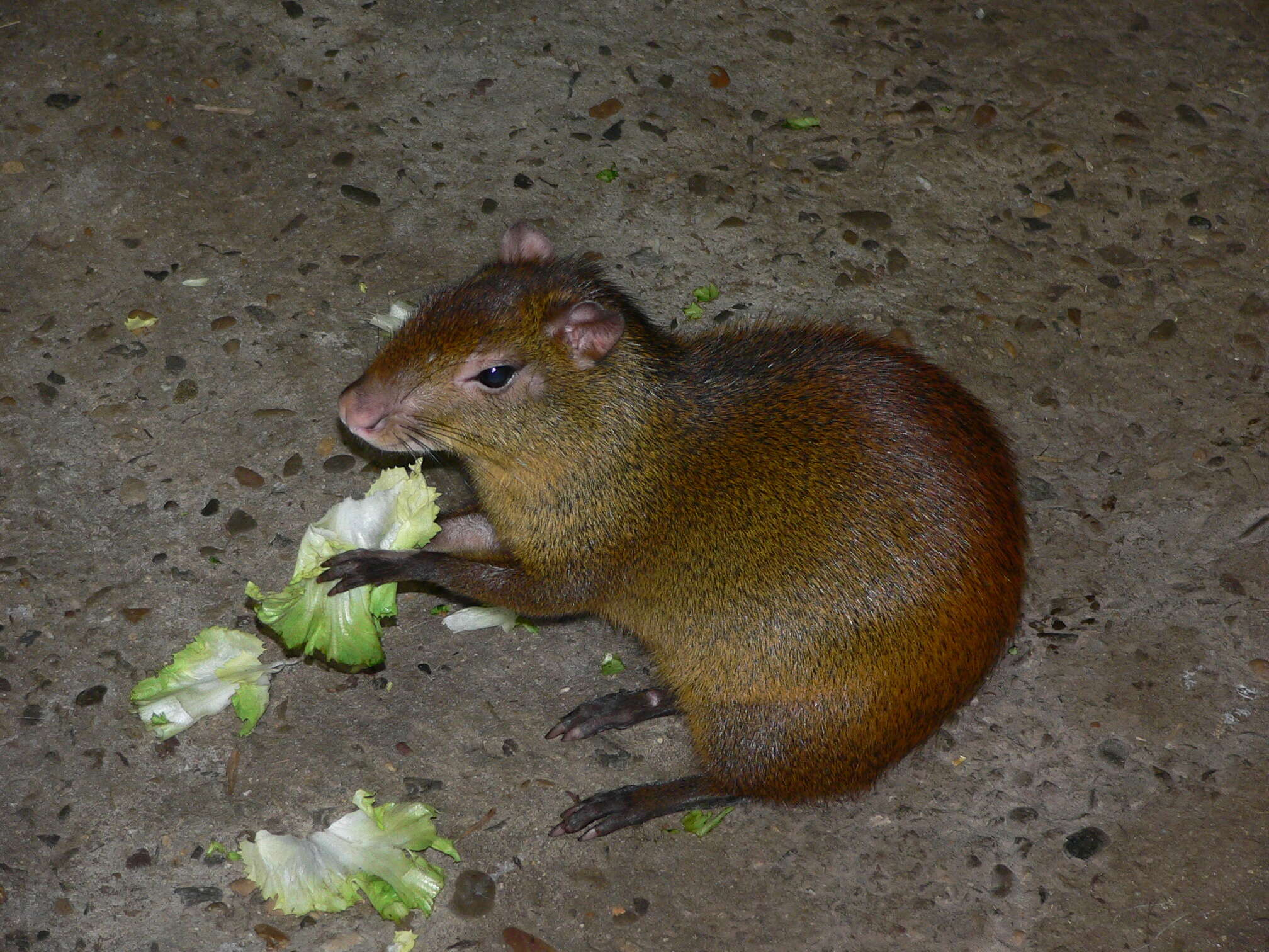 Image of Brazilian Agouti