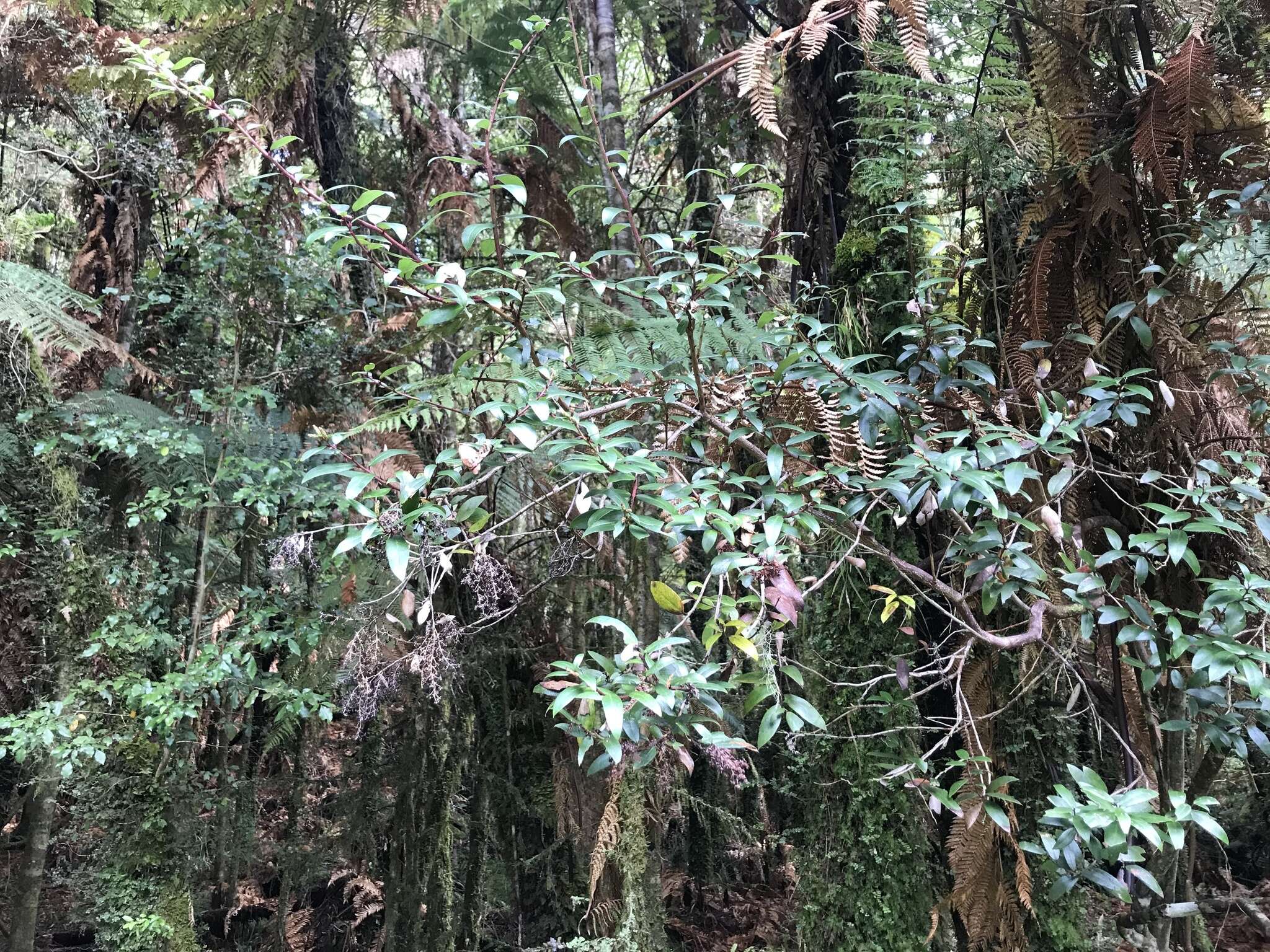 Image of Gaultheria paniculata B, L. Burtt & A. W. Hill