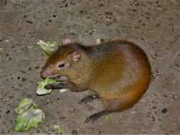 Image of Brazilian Agouti