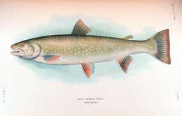 Image of Dolly Varden