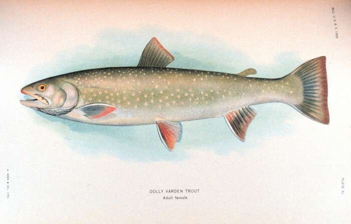 Image of Dolly Varden