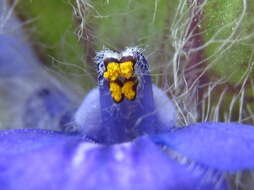 Image of Ajuga multiflora Bunge