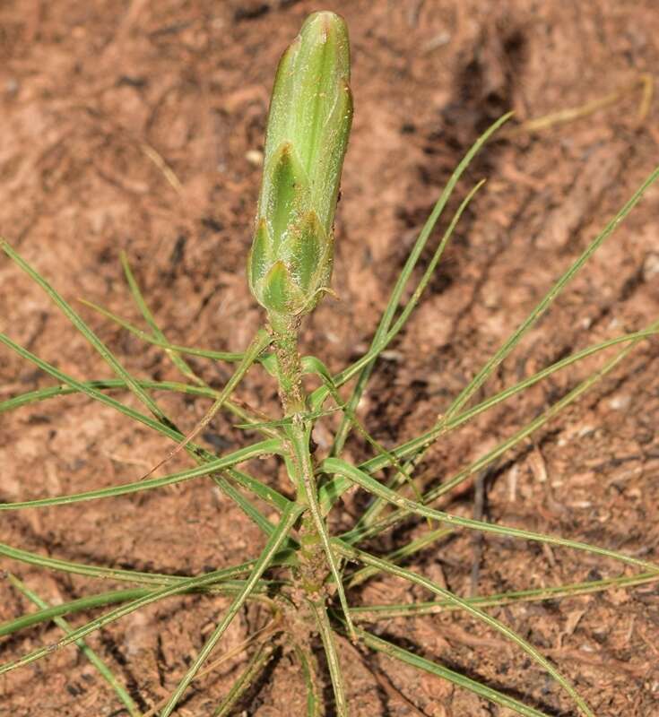 Слика од Scorzonera angustifolia L.