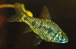 Image of Indian Maharaja Barb