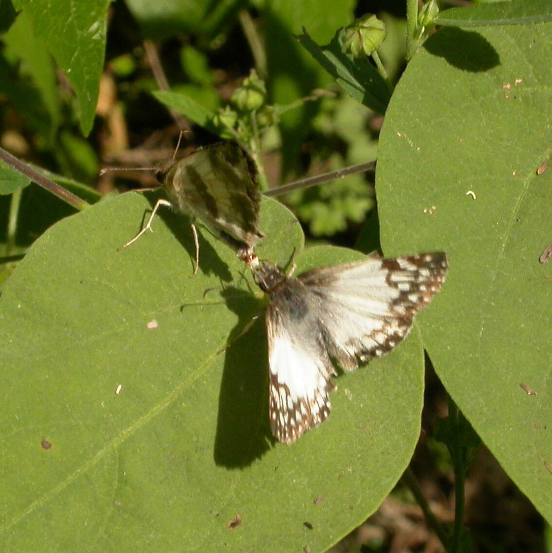 Plancia ëd Heliopetes sublinea Schaus 1902