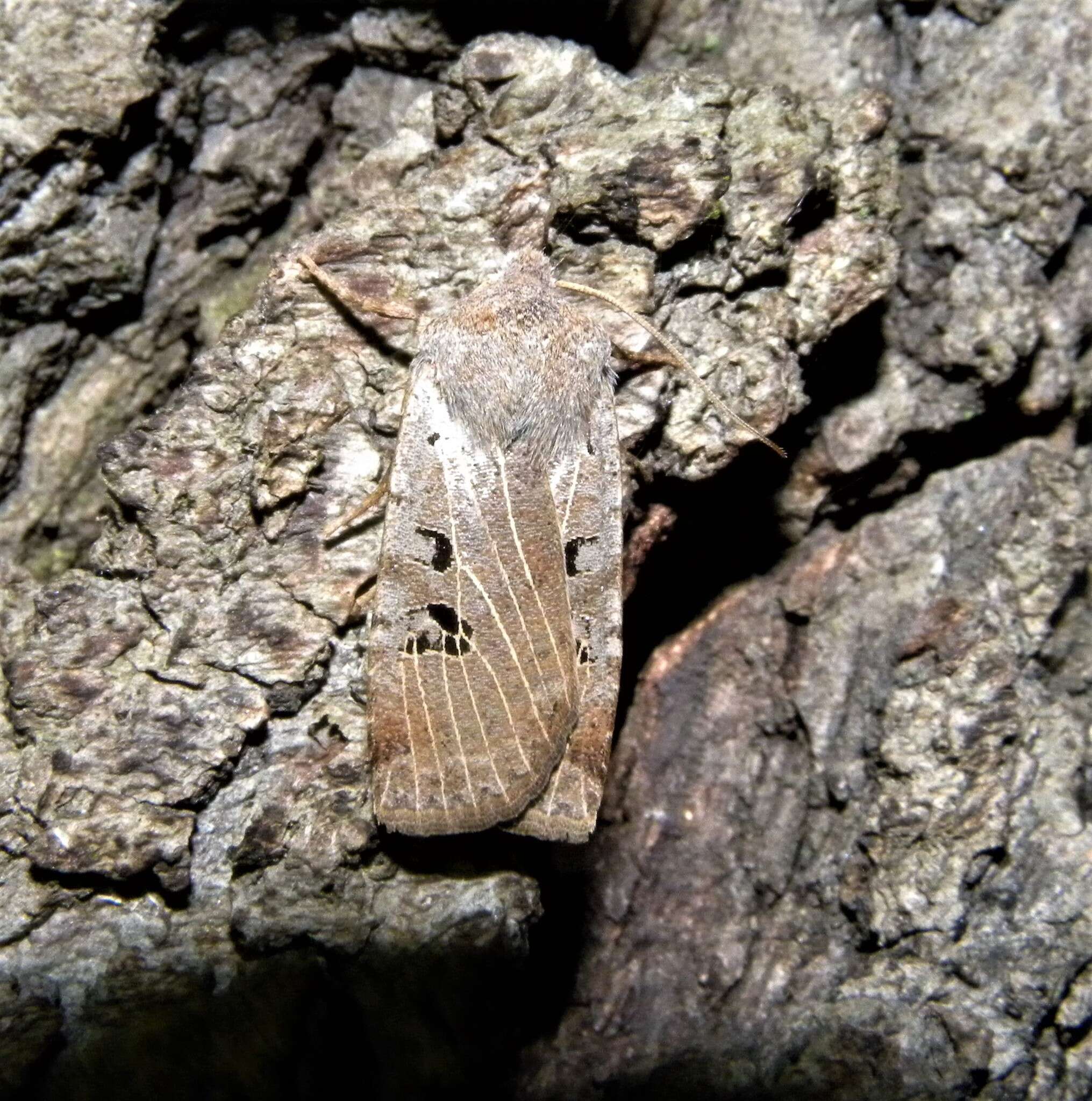 Image of black-spot chestnut