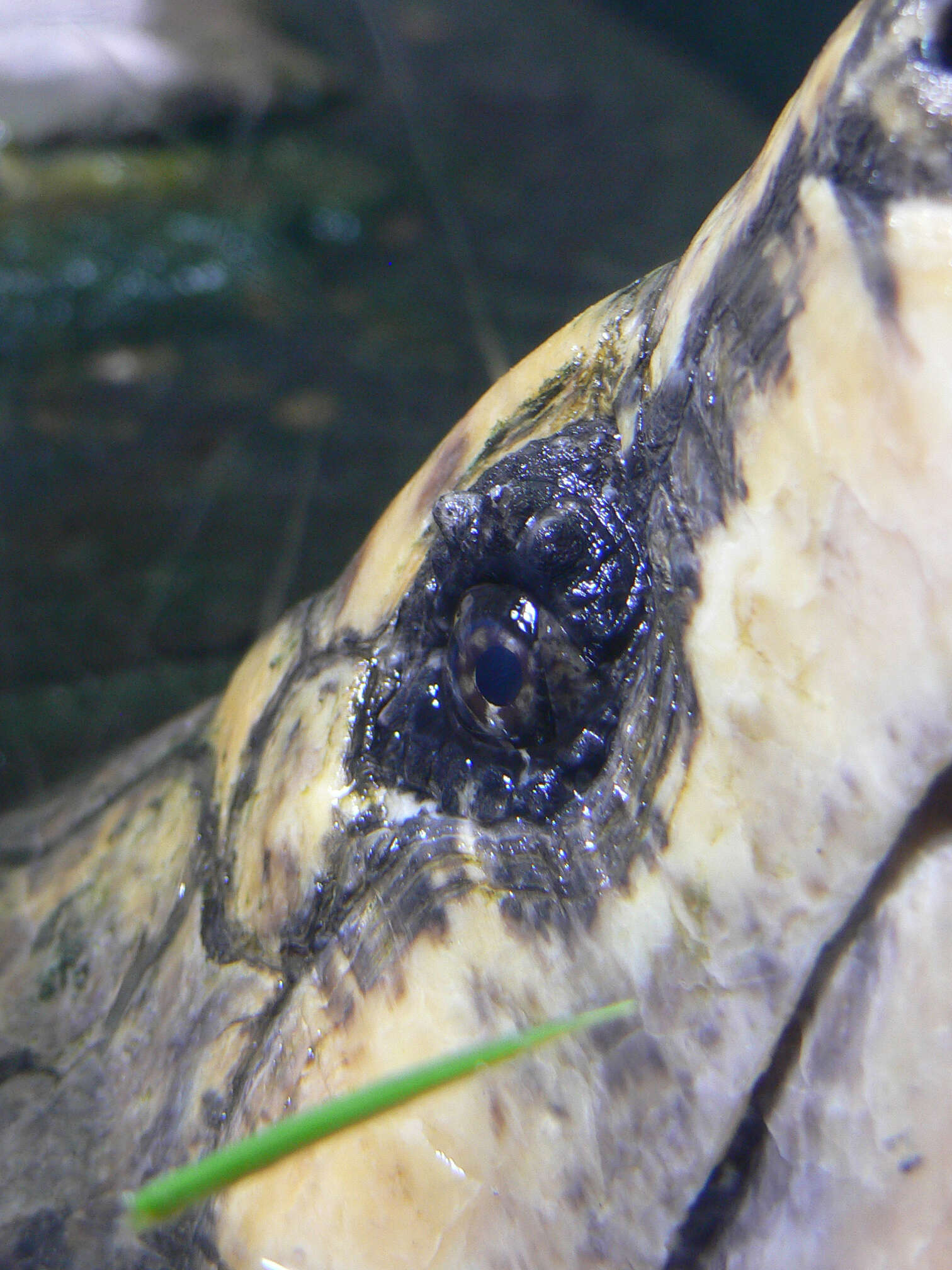 Image of Alligator Snapping Turtles