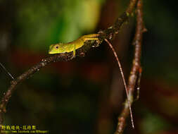 Plancia ëd Calotes liolepis Boulenger 1885