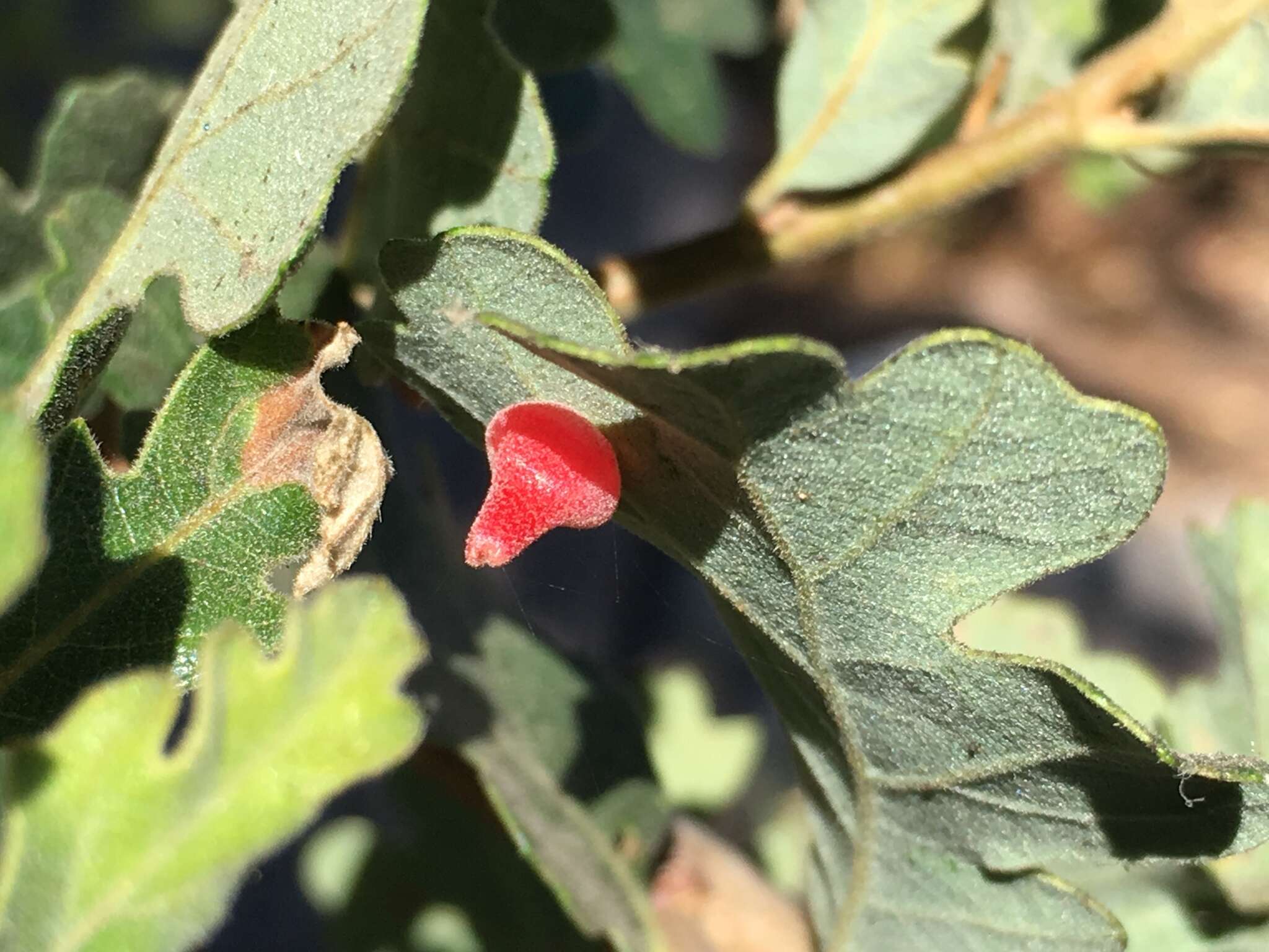 Image of Red Cone Gall Wasp