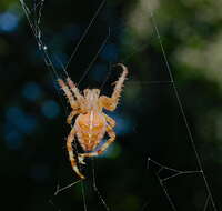 Image of Garden spider