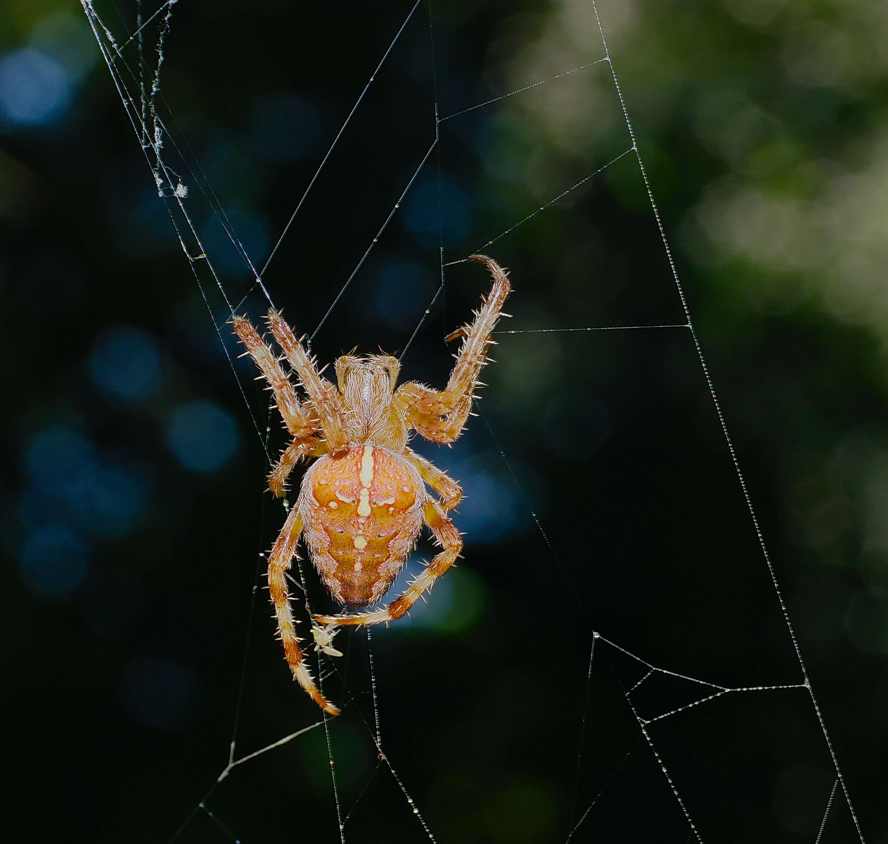 Image of Garden spider