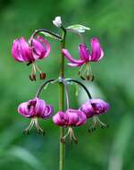 Image of Lilium martagon var. pilosiusculum Freyn