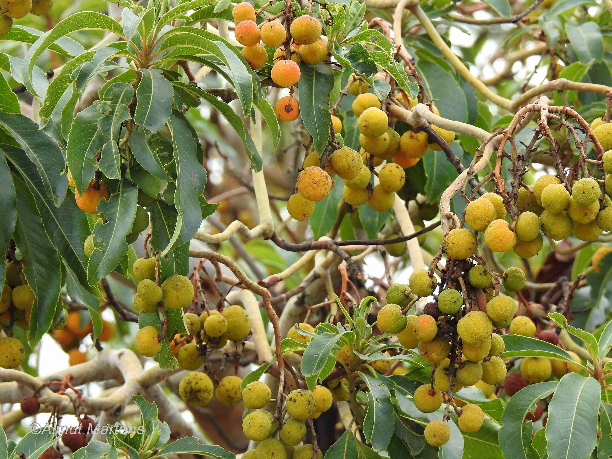 Image of Canary Islands Strawberry-tree