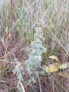 Image of silky prairie clover