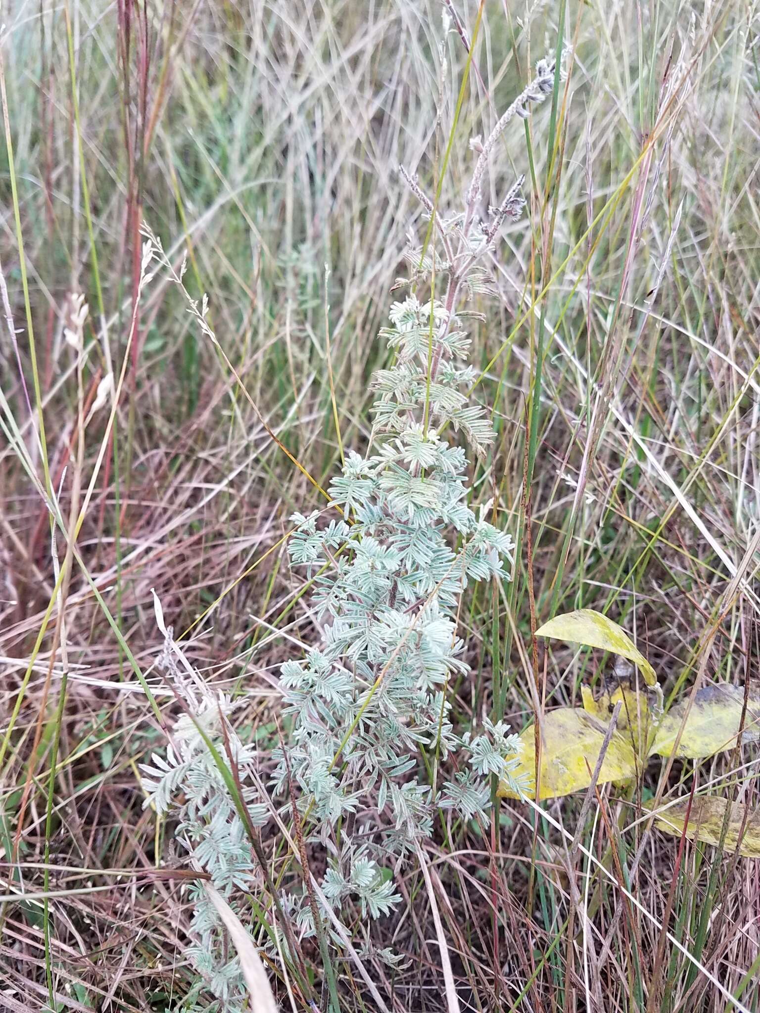 Image of silky prairie clover