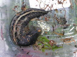 Image of ash-black slug