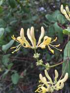 Image of chaparral honeysuckle