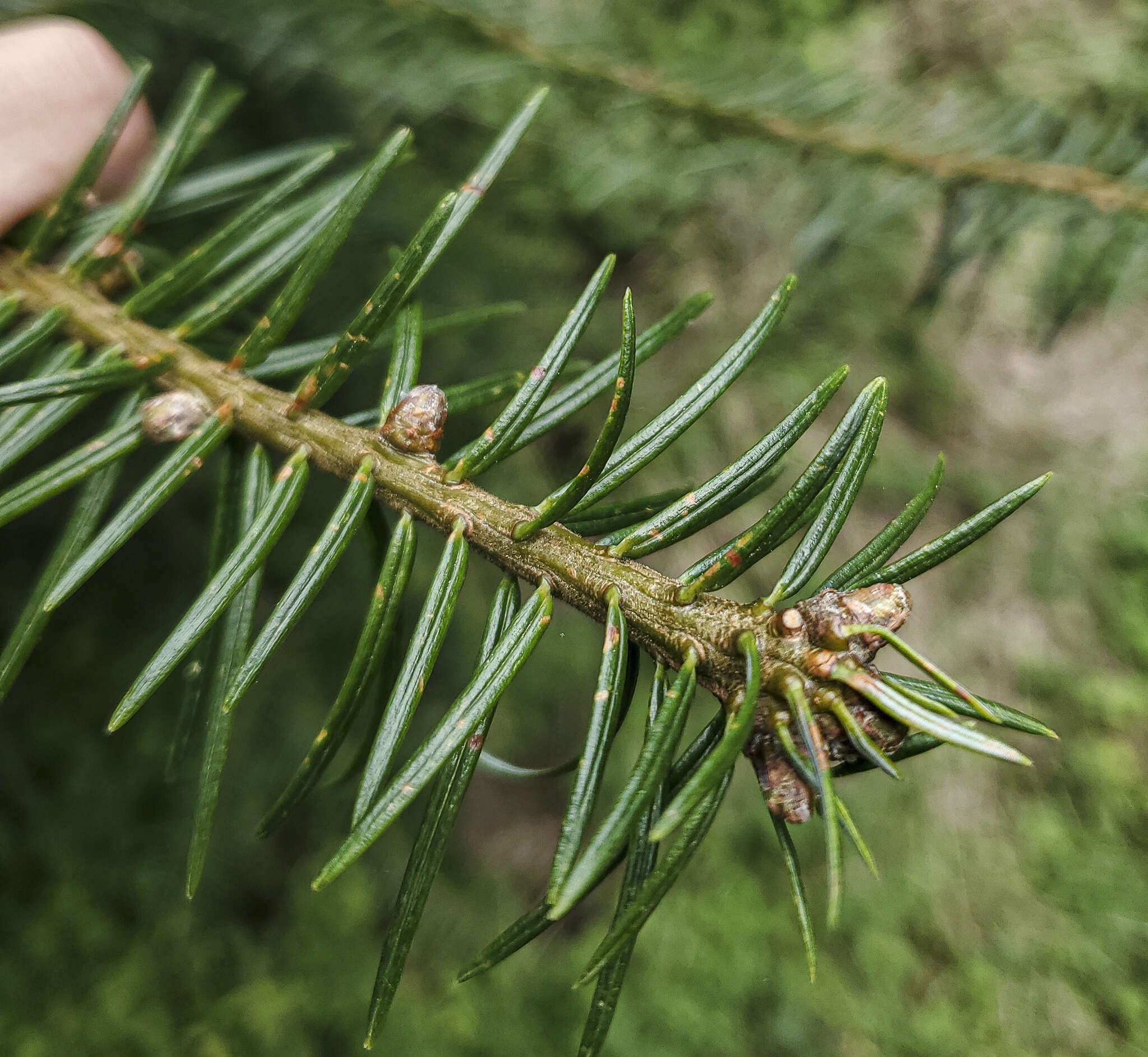 Image of Guatemalan Fir